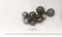 Click for 1 image(s) for this accession. FRUIT